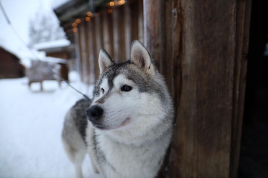 Rovaniemi: Husky and reindeer farm visit with sleigh rides - What is included, and what you need to bring