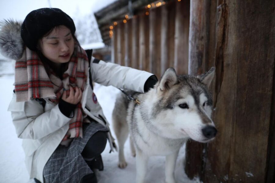 Rovaniemi: Husky and reindeer farm visit with sleigh rides - Is $212 a fair price?