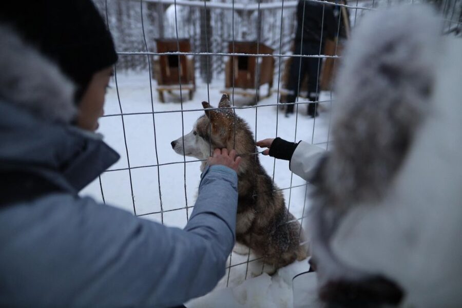 Rovaniemi: Husky and reindeer farm visit with sleigh rides - Who will enjoy this most?