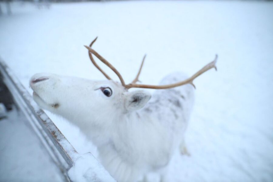 Rovaniemi: Husky and reindeer farm visit with sleigh rides - What the 1 km husky ride feels like