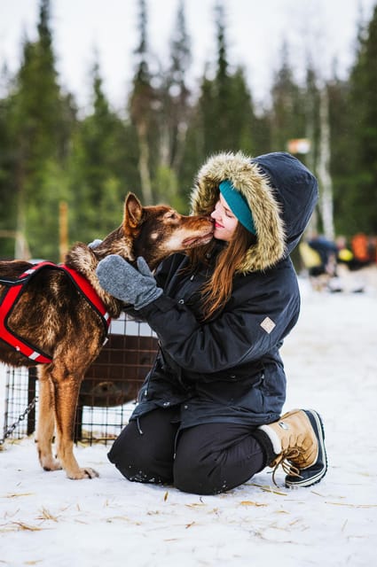 Rovaniemi: Husky and Reindeer farm with sleigh ride - Feeding reindeer at a local farm
