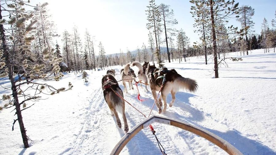 Rovaniemi: Husky and Reindeer farm with sleigh ride - A kota conversation about Sámi life