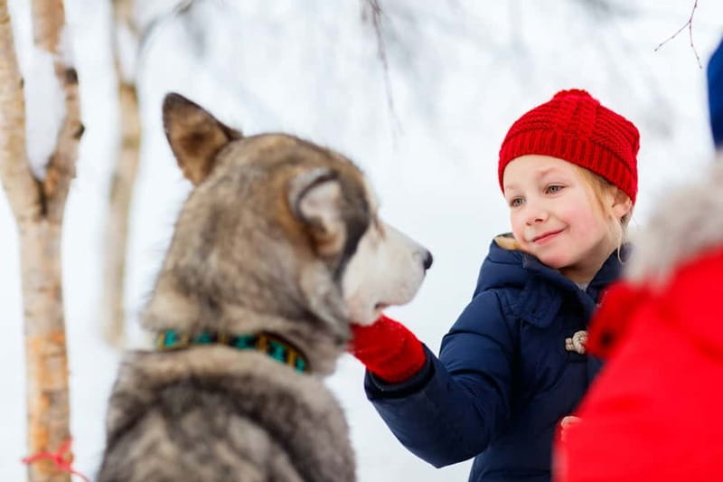 Rovaniemi: Husky Farm and Reindeer Experience - Who should book this animal experience?