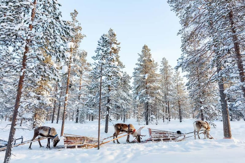 Rovaniemi: Husky Farm and Reindeer Experience - From quiet reindeer to noisy, eager huskies
