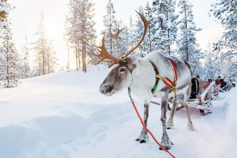 Rovaniemi: Husky Farm and Reindeer Experience - Guides can shape the day
