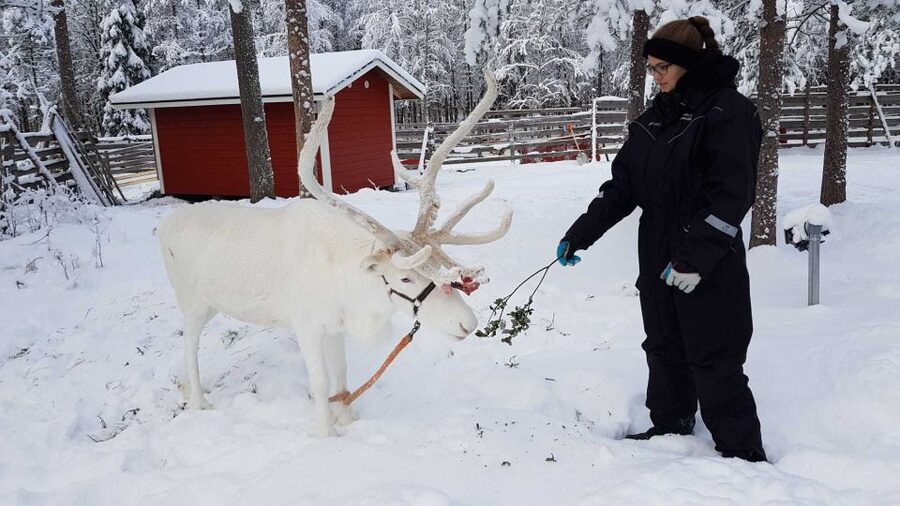 Rovaniemi: Husky Farm and Reindeer Experience - How much value do you get for $192?