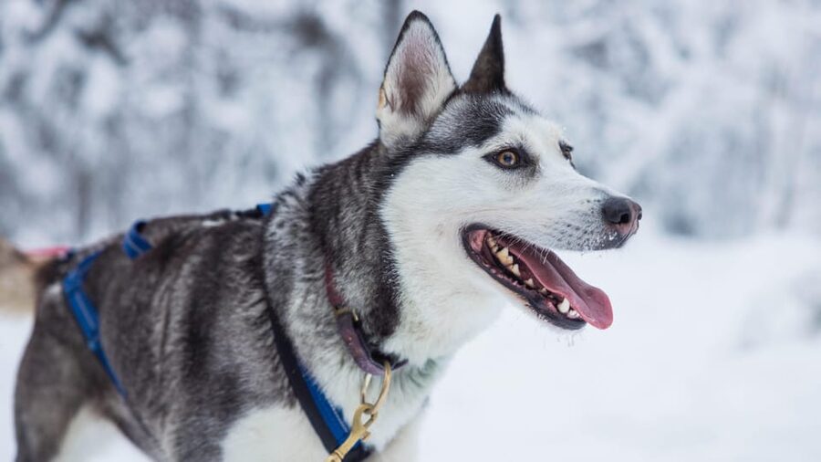 Rovaniemi: Husky Farm Visit with a Sledge Ride - Meeting the huskies before the sleigh ride