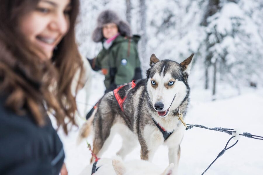 Rovaniemi: Husky Farm Visit with a Sledge Ride - What the musher talk adds