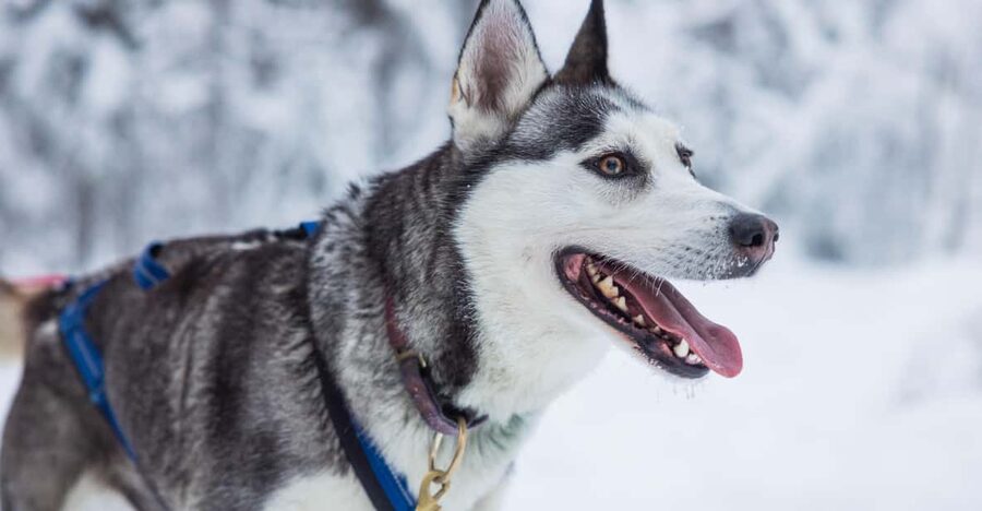 Rovaniemi: Husky Farm Visit with a Sledge Ride - Who will enjoy this most?