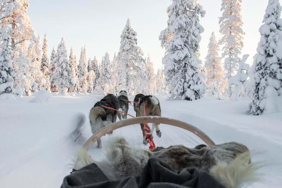 Rovaniemi: Husky Sled Ride and Farm Visit - Key points at a glance