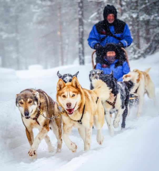 Rovaniemi: Husky Sled Ride and Farm Visit - A short taste of Lapland sledding