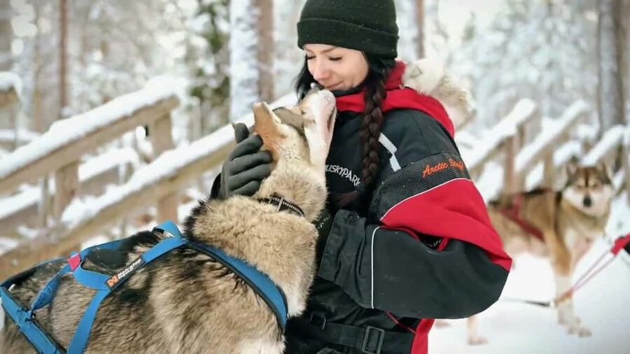 Rovaniemi: Husky Sled Ride and Farm Visit - Meeting the huskies before the sled ride