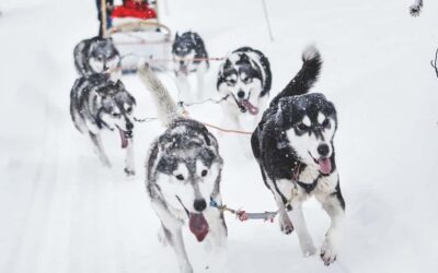 Husky Sled Ride and Farm Visit