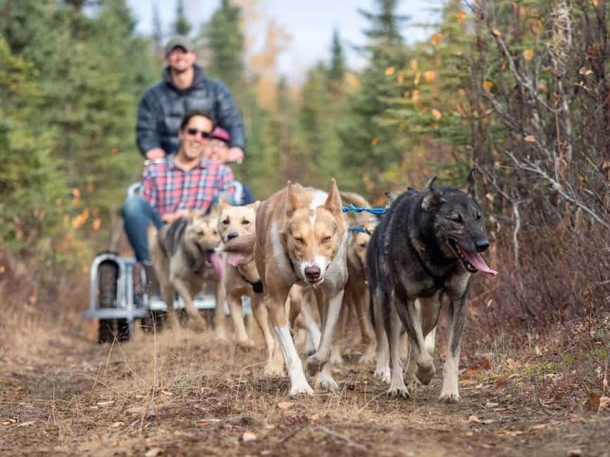 Rovaniemi: Husky Sled Ride and Farm Visit - The 500 to 800-meter sled ride