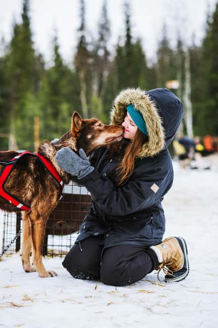 Rovaniemi: Husky Sled Ride and Farm Visit - The heated hut, berry juice, and dog stories