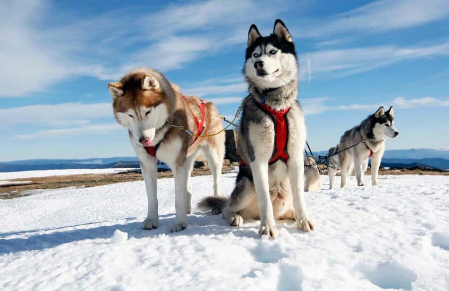 Rovaniemi: Husky Sled Ride and Farm Visit - What the price means at $117