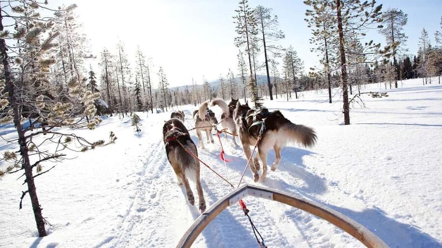Rovaniemi: Husky Sled Ride and Farm Visit - Who should book this farm visit?