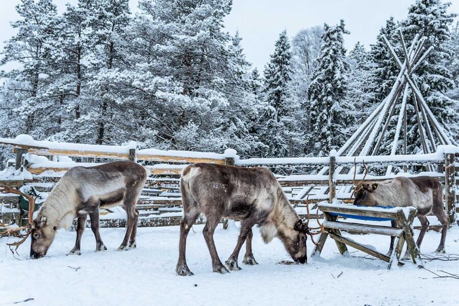 Rovaniemi: Local Reindeer Farm Visit with Sleigh Ride - A real farm visit, not just a quick Santa stop
