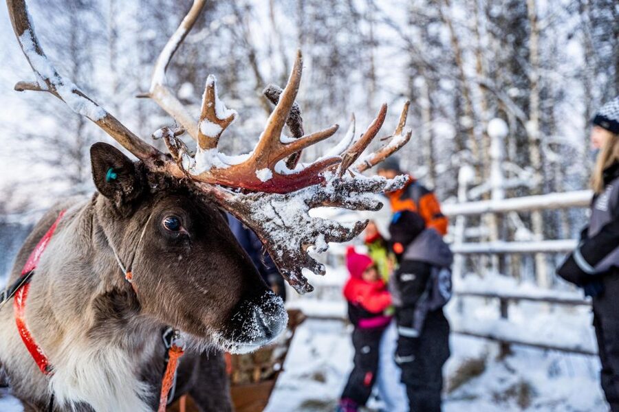 Rovaniemi: Local Reindeer Farm Visit with Sleigh Ride - The 35-minute ride from Rovaniemi