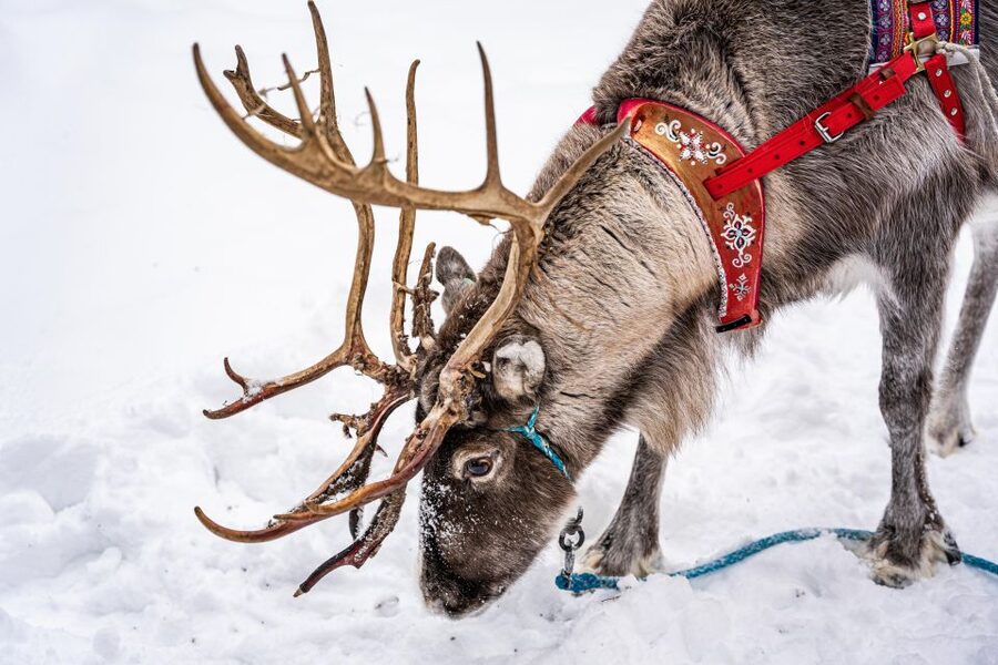 Rovaniemi: Local Reindeer Farm Visit with Sleigh Ride - What the 2-km sleigh ride is really like