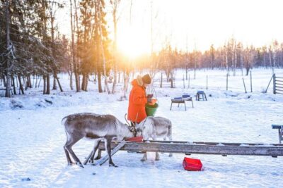 Local Reindeer Farm Visit with Sleigh Ride