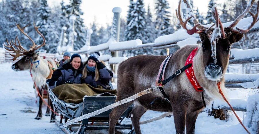 Rovaniemi: Local Reindeer Farm Visit with Sleigh Ride - Feeding the reindeer after the ride