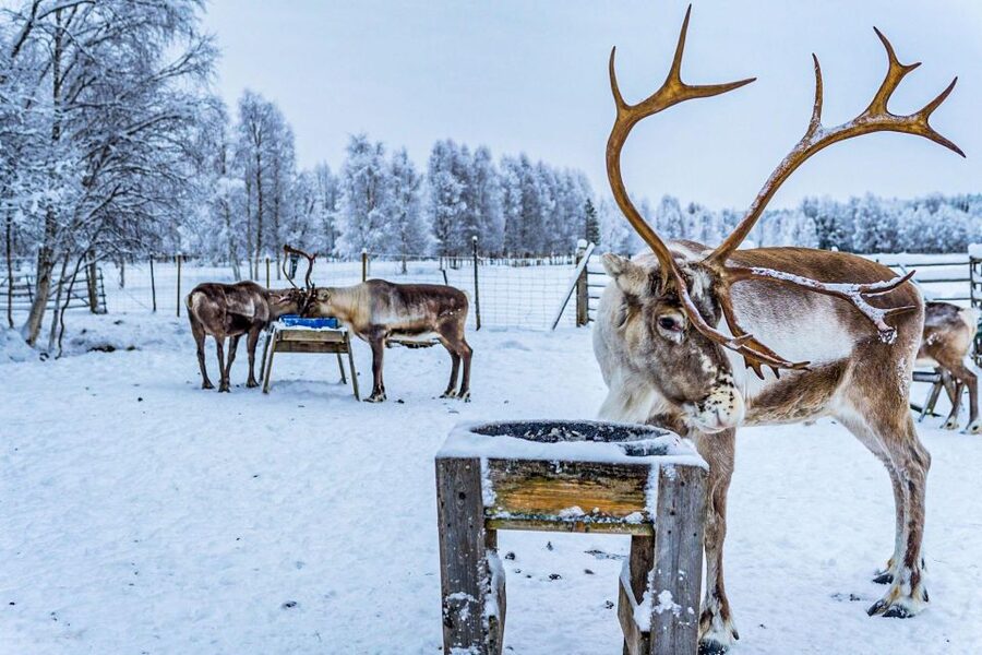 Rovaniemi: Local Reindeer Farm Visit with Sleigh Ride - Who will enjoy this most?