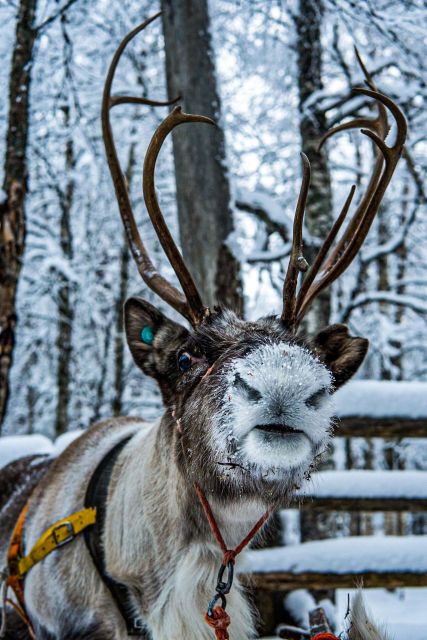 Rovaniemi: Local Reindeer Farm Visit with Sleigh Ride - Practical advice before you book