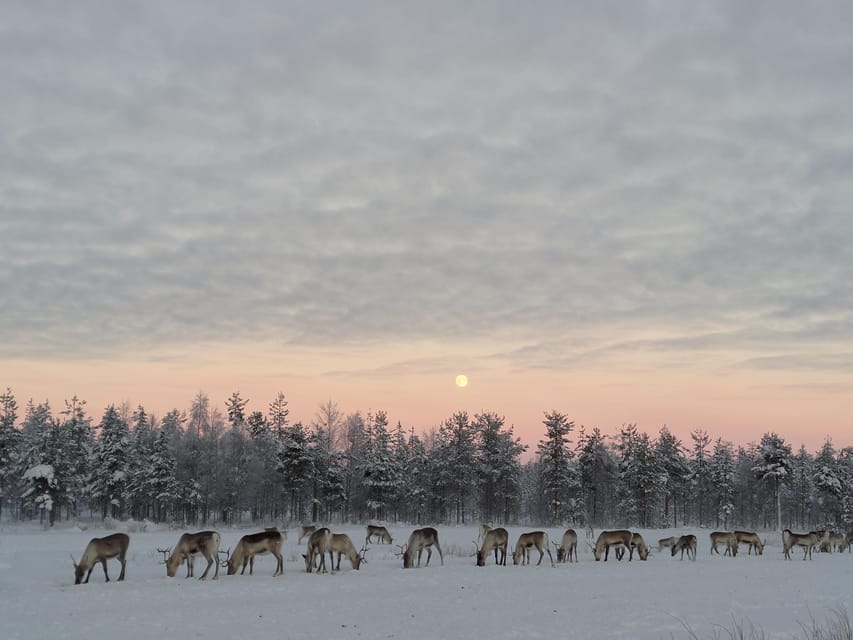 Rovaniemi: Private Reindeer Farm Visit and Walk-Along - Key points at a glance