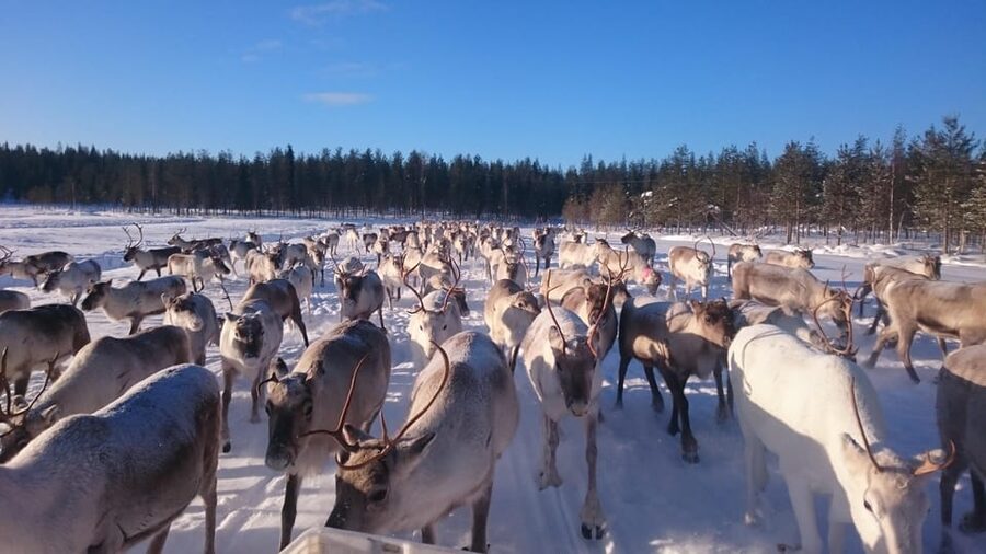 Rovaniemi: Private Reindeer Farm Visit and Walk-Along - A working farm far north of Rovaniemi