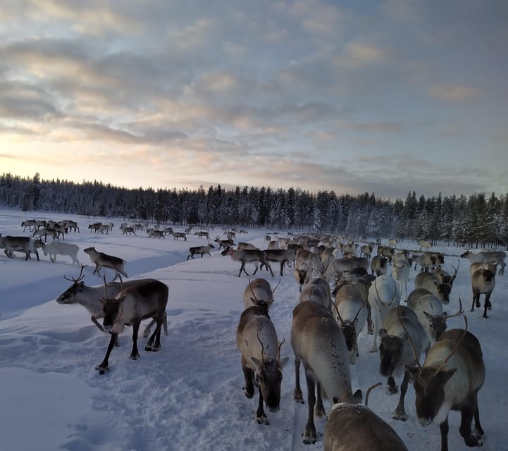 Rovaniemi: Private Reindeer Farm Visit and Walk-Along - Riding the snowmobile-pulled sledge