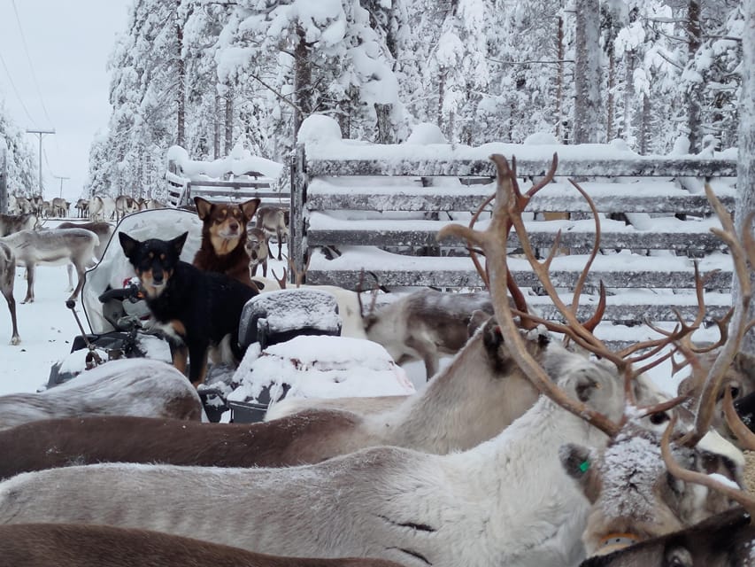Rovaniemi: Private Reindeer Farm Visit and Walk-Along - Feeding curious reindeer by hand