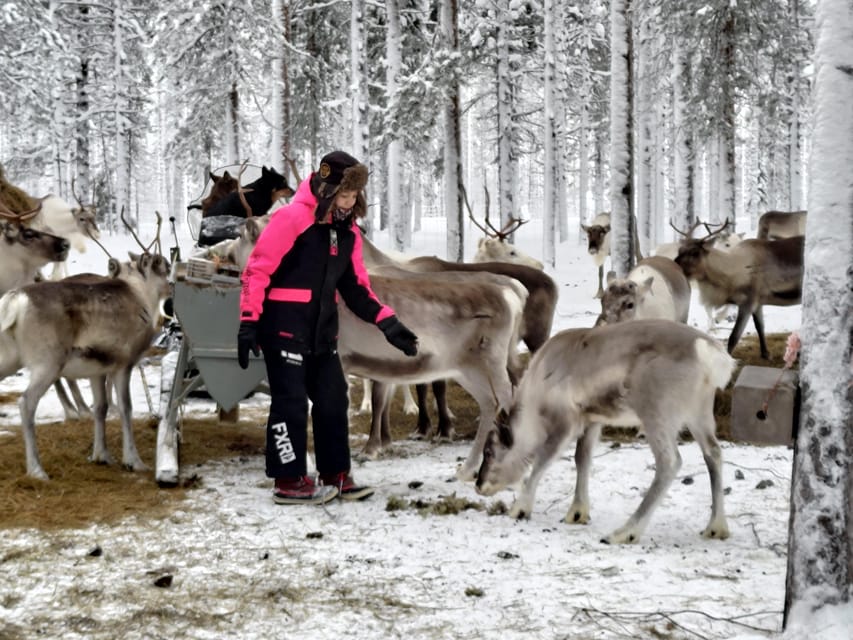 Rovaniemi: Private Reindeer Farm Visit and Walk-Along - Walking through the forest with young reindeer