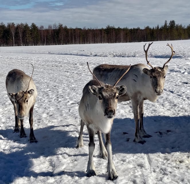 Rovaniemi: Private Reindeer Farm Visit and Walk-Along - Berry juice, local treats, and a kota fire