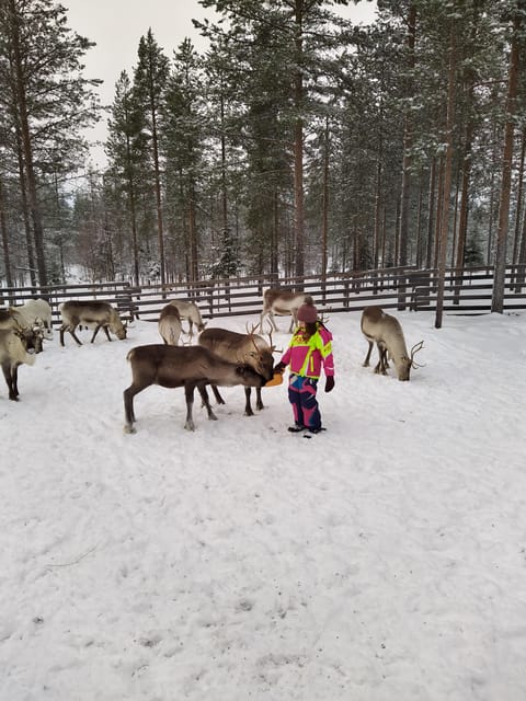 Rovaniemi: Private Reindeer Farm Visit and Walk-Along - What the $165 price includes