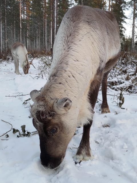 Rovaniemi: Private Reindeer Farm Visit and Walk-Along - Who will enjoy this visit most
