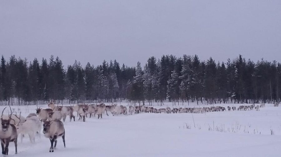Rovaniemi: Private Reindeer Farm Visit and Walk-Along - Meeting the dogs before the reindeer