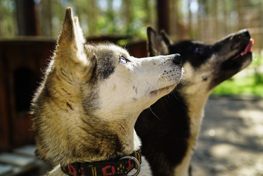Rovaniemi: Quad Bike Safari, Reindeer & Husky Farm Visit - Why this half-day Lapland combination works
