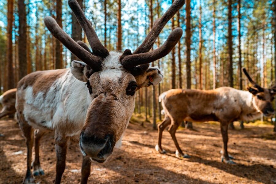 Rovaniemi: Quad Bike Safari, Reindeer & Husky Farm Visit - Meeting Lapland’s reindeer and huskies