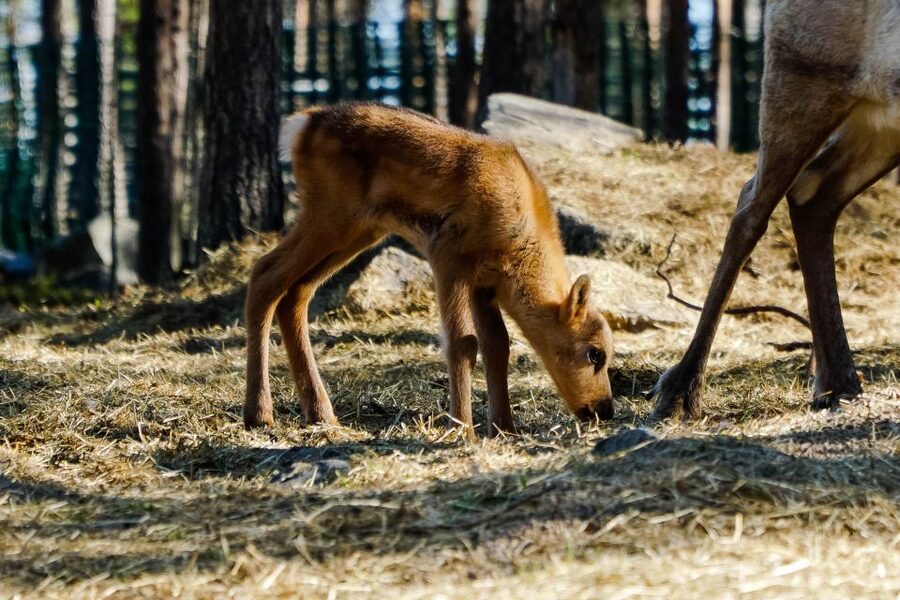 Rovaniemi: Quad Bike Safari, Reindeer & Husky Farm Visit - Is $305 a fair price?