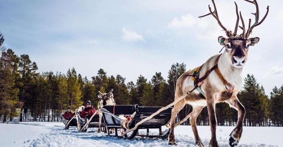 Rovaniemi: Reindeer Farm Tour with Sledge Ride & Pickup - Key points before you book