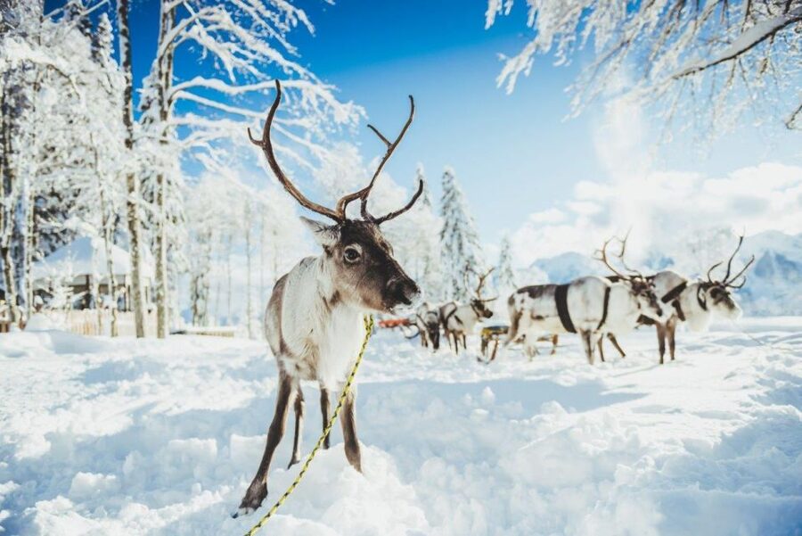 Rovaniemi: Reindeer Farm Tour with Sledge Ride & Pickup - Meeting the reindeer at one of Rovaniemi’s oldest farms