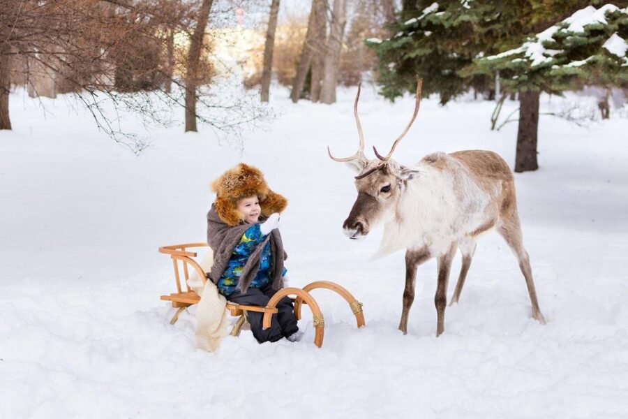 Rovaniemi: Reindeer Farm Tour with Sledge Ride & Pickup - The sledge ride and the snow condition gamble
