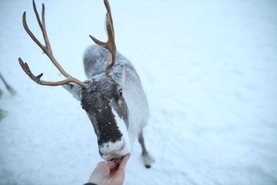 Rovaniemi: Reindeer Farm Tour with Sledge Ride & Pickup - Is $147 a fair price?
