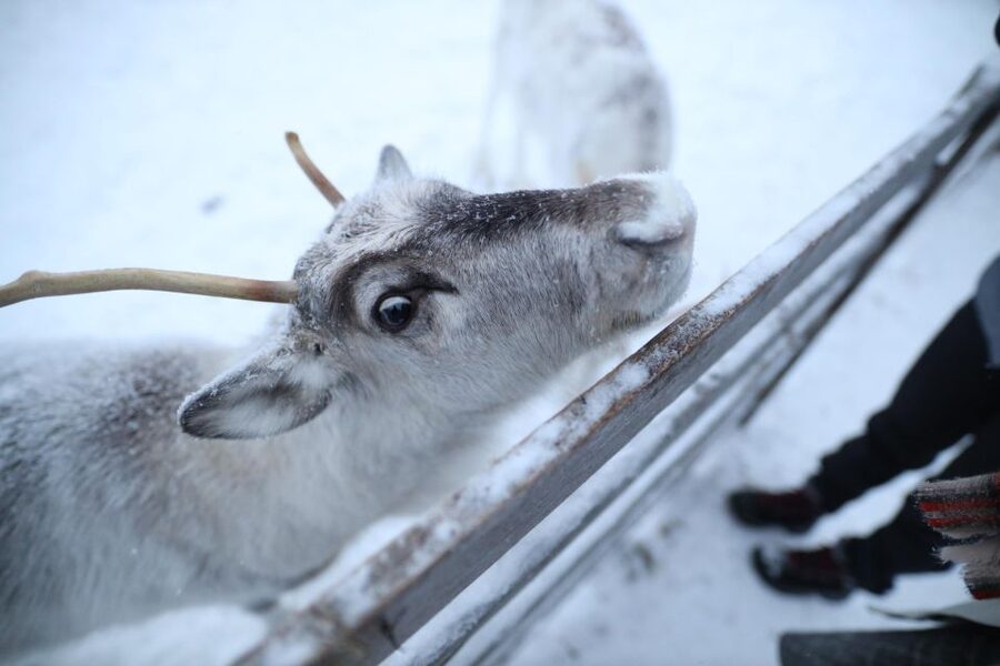Rovaniemi: Reindeer Farm Tour with Sledge Ride & Pickup - Who will enjoy this most