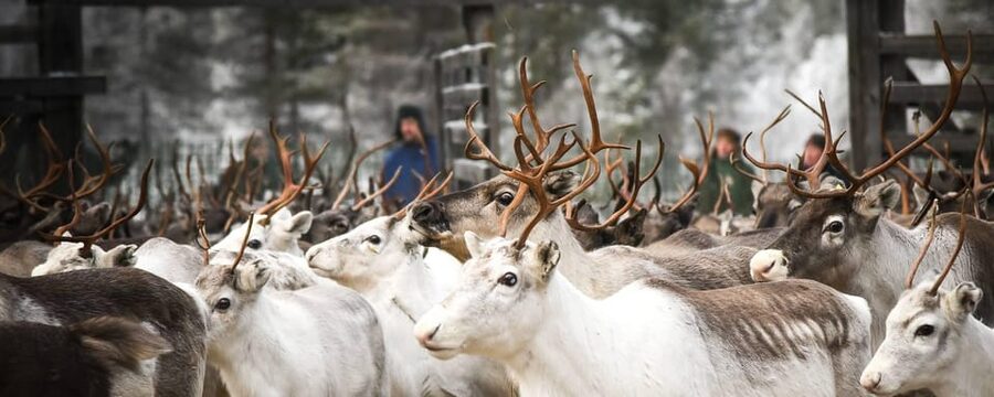 Rovaniemi: Reindeer Farm Visit and Sleigh Ride with transfer - What the two-hour Rovaniemi outing actually delivers
