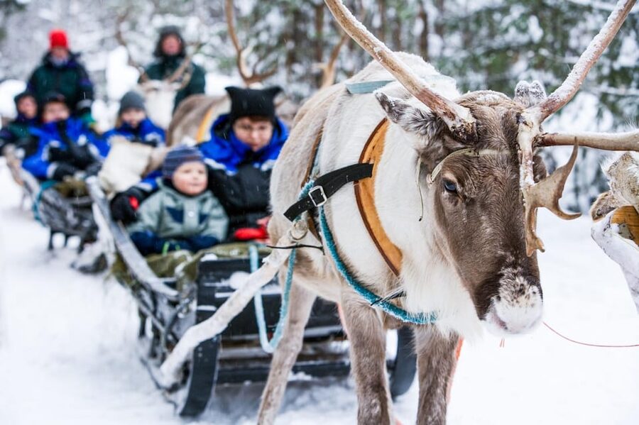 Rovaniemi: Reindeer Farm Visit and Sleigh Ride with transfer - The 400 to 500-meter sleigh ride