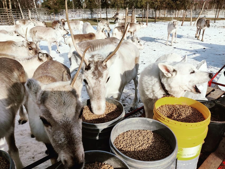 Rovaniemi: Reindeer Farm Visit and Sleigh Ride with transfer - Where the organization can fall short