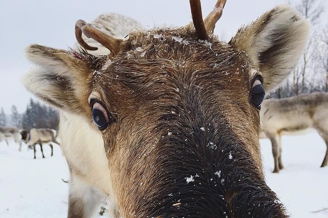 ROVANIEMI: Reindeer Farm Visit and Walking - Key points to know before booking