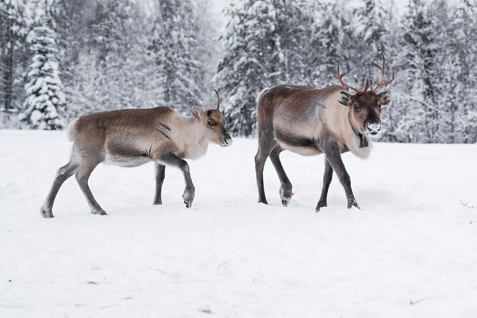 ROVANIEMI: Reindeer Farm Visit and Walking - A family farm instead of a reindeer show